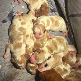 Girl 1 - Red and white female Basset Hound puppy in Saint Cloud, Florida from Mockingbird Hollow Bassets