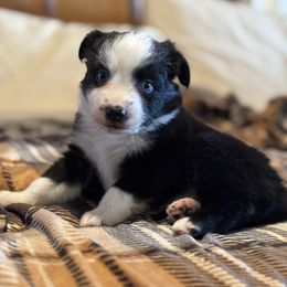 Orange - Black & white female Miniature Australian Shepherd puppy in Arizona from Country Charm Mini Aussies