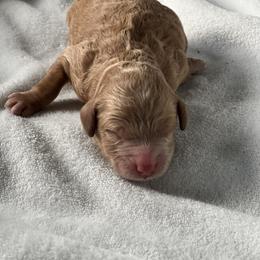Bernedoodle Puppies from Cascade Country Doodles