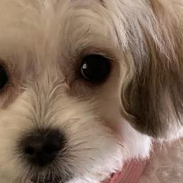 Maltipoos and Poodles from Precious Pups