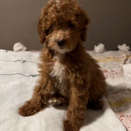 Ms Piggy - Red  female Poodle puppy in Carrollton, Georgia from Doods&Brews Poodles&Doodles