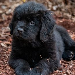 Newfoundland Puppies from Crossroads Newfoundlands