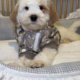 Rico - Caramel cream male Australian Labradoodle puppy in Valley Springs, California from Blue Denim Doodles
