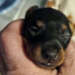 Luke - Black and tan male Manchester Terrier puppy in Washington from Spirit Kennels