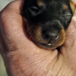Luke - Black and tan male Manchester Terrier puppy in Washington from Spirit Kennels