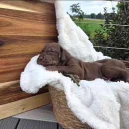 Deck - Chocolate female Great Dane puppy in Arpin, Wisconsin from Arpin Great Danes