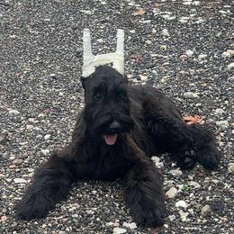 Joker - Black male Giant Schnauzer puppy in Lithia, Florida from Elegy Kennels