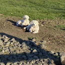 Australian Shepherd and Maremma Sheepdog Puppies from Wild R Australian Shepherds