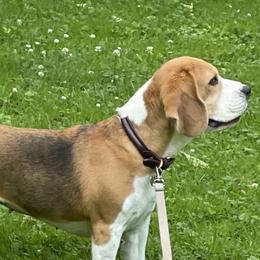 Betty Boop - Beagle