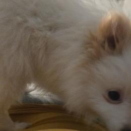 Pomsky Puppies from Bobbie Shurtz