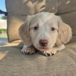 Ee red male -2 - Cream male Dachshund puppy in Hawley, Texas from Foxy’s Dachshunds & Toy Aussies
