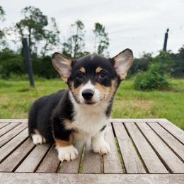 Muffin (Financing Available) - Black and tan female American Corgi puppy in Inverness, Florida from Canaan Farm Corgis