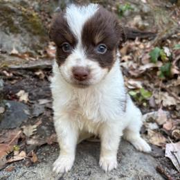 Cash - Red tri-color male Australian Shepherd puppy in Grants Pass, Oregon from Carmel Mountain Aussies