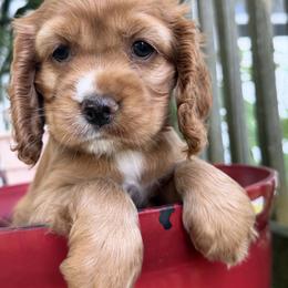 Cocker Spaniel Puppies from A&J Kennel