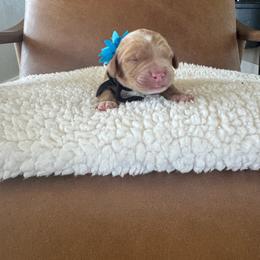 Boy 6 - male Australian Labradoodle puppy in Ferndale, Washington from Annie's Doodles