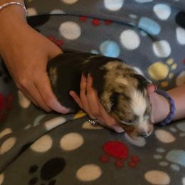 Scorch - Blue merle male Miniature Australian Shepherd puppy in Arlington, Texas from CopperHead Aussies