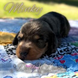 MINKY Half Russian Wire PET ONLY - Dapple female Dachshund puppy in Alto, Texas from Double W Doxies