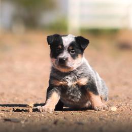 Australian Cattle Dog Puppies from Impact 3rd Australian Cattle Dogs