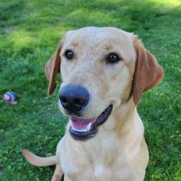 Meadow - Labrador Retriever