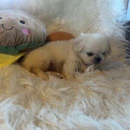 Spock - Cream male Pekingese puppy in Philadelphia, Pennsylvania from Pekingese pups
