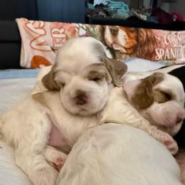 Orange collar boy - Red and white male Cocker Spaniel puppy in Boca Raton, Florida from Gold-Coast Cockers