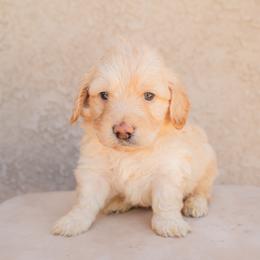 Aussiedoodle and Goldendoodle Puppies from Ever After Doodles Arizona