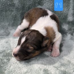 Geeza - White and sable female Shetland Sheepdog puppy in Caldwell, Texas from Candyce Witte
