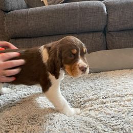 English Springer Spaniel Puppies from Timothy Naylor
