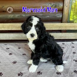 Mermaid Man - Black and white male Bernedoodle puppy in Banner Elk, North Carolina from Walnut Tree Bernedoodles