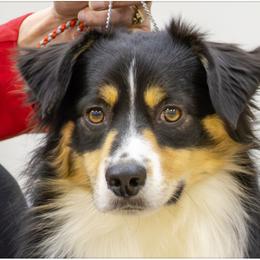 Billy - Miniature American Shepherd