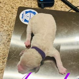 Angel - White female Poodle puppy in Mobile, Alabama from Semmy’s Standard Poodle LLC