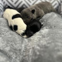Pomeranian Puppies from Royal Paws Of Colorado