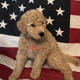 Goldendoodle Puppies from Oodles of Doodles