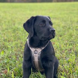 Labrador Retriever Puppies from Outside Labrador Retrievers