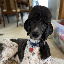 Leo - Poodle