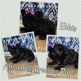 KB BLACK FEMALE - Black and tan female Yorkshire Terrier puppy in Wartburg, Tennessee from Amanda's Precious Pups