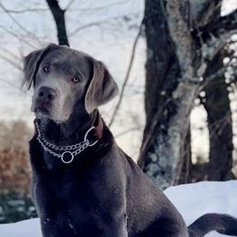 Dilute Retrievers and Labrador Retrievers from Sterling Hollow Labradors LLC