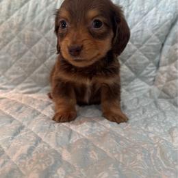 Boy 4 - Chocolate male Dachshund puppy in Galax, Virginia from Dells  Dachshund’s