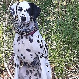 Dalmatian All Grown Up from Gateway Farm Dalmatians