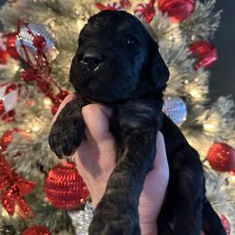 Laguerta - Phantom female Goldendoodle puppy in Prosperity, Pennsylvania from Stelladoodles & Company