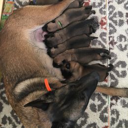 Belgian Malinois Puppies from John Redlinger