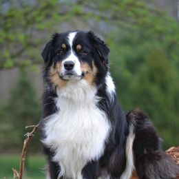 Mollie - Australian Shepherd