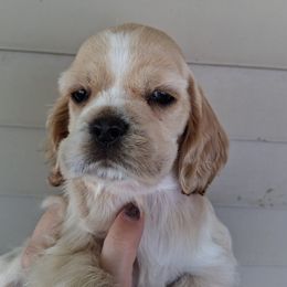 Cocker Spaniel Puppies from Country Cockers of Indiana