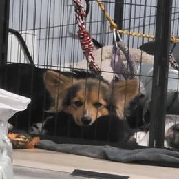 Pembroke Welsh Corgi Puppies from Top-Notch Paws
