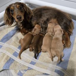 Dachshund Puppies from Snuggle Snoot Doxies