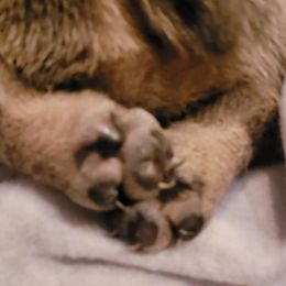 French Bulldog Puppies from 4 Leaf Frenchies