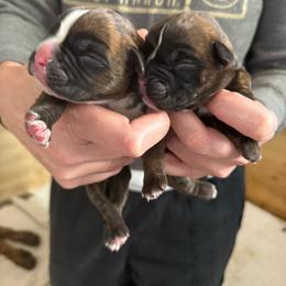 Harley - Brindle female Boxer puppy in Medical Lake, Washington from Box and Bully Estates: Boxers and Old English Bulldogs