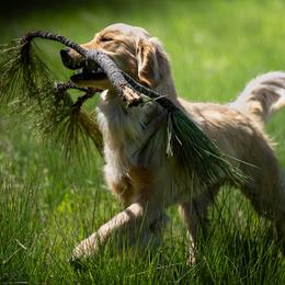 Zoomie - Golden Retriever