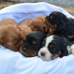 Cavalier King Charles Spaniel Puppies from Freeman's Royal Cavaliers