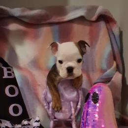 Bulldog Puppies from B-Hive Bulldogs